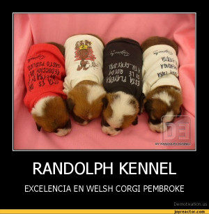 Funny Welsh Corgi Pictures En welsh corgi pembrokede