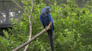 Hyacinth Macaw Parrots