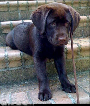 Chocolate Lab puppy seems to be stuck on the stairs. Let’s go puppy ...