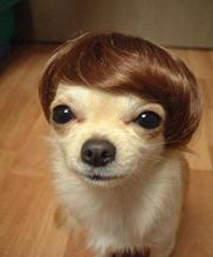 prasannash__silly-dog-with-toupee-funny