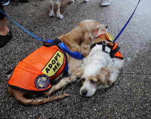 outside St. Patrick's Cathedral Thursday October 4th, 2012. Cardinal ...