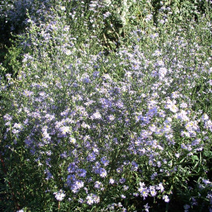 Smooth Blue Aster