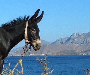 Everybody knew that the Ass was stubborn - in fact, as stubborn as ...