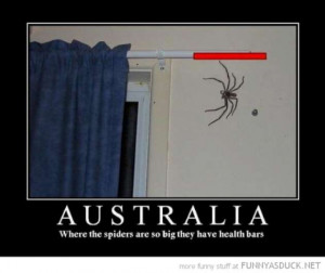 funny spider pictures-W630
