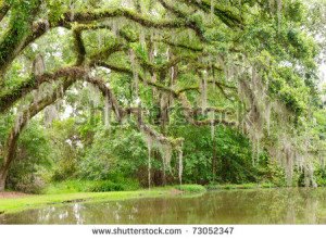 Spanish Moss Tree Swamp Oak trees and spanish moss