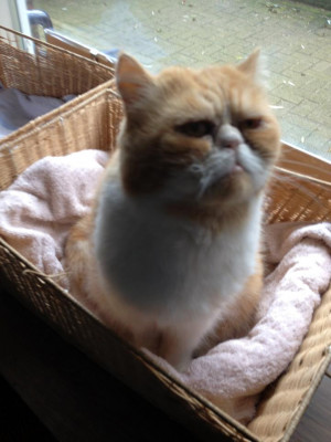 Wilford Brimley Cat