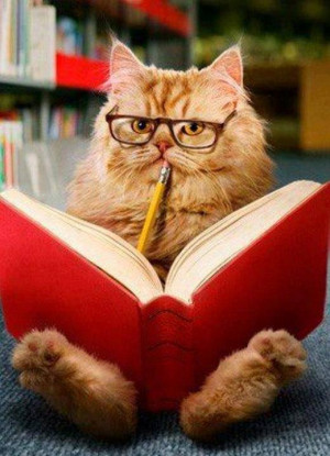 Studying - Cats Picture