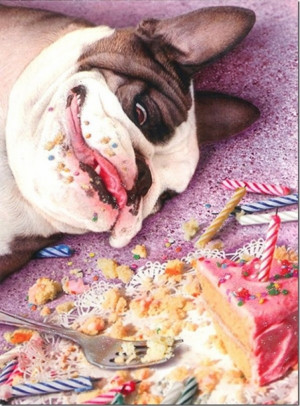 Funny Happy Birthday Meme Animal Happy Birthday Animal Meme