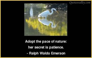 Adopt the peace of nature quote