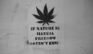 Medical cannabis provides dramatic relief for sufferers of chronic ...