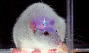 Mouse-Optogenetics-011.jpg