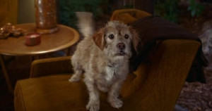 Baxter The Dog From Anchorman http://chilliwackgiants.com/wp-content ...