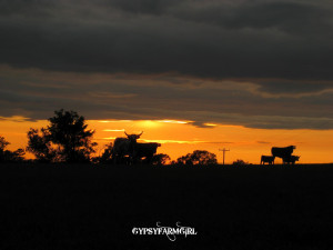 Texas Longhorn Sunset