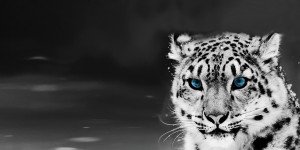 ... _static_snow-leopard-blue-eyes-twitter-headers-twitter-covers.jpg