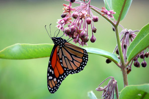 Gambar:Simbiosis mutualisme.jpg