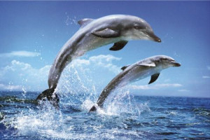 10 interesting facts about DOLPHINS -