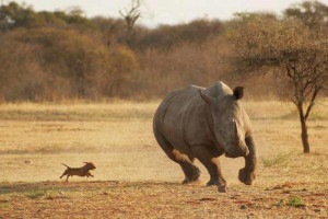 Rhino the most endangered animal in the African Savannah