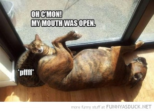 dog animal fart cat face lolcat c'mon mouth open funny pics pictures ...