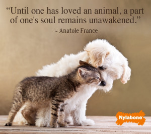 Pets bring unconditional love!