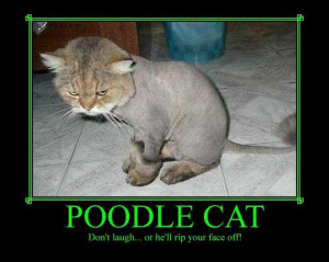 Poodle cat | poodle cat