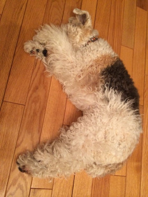wire fox terrier shows how relaxation is done properly.Foxterriers