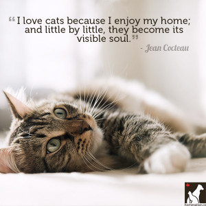 Cat Love Quotes Jean cocteau cat quote