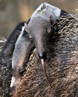 Share this article :