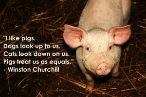 Quote about pigs from Winston Churchill
