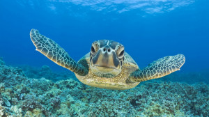 ... Wallpapers : Turtle Swimming Underwater Hd Animal Wallpaper Turtles