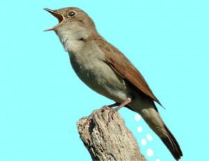 bird pooping on person