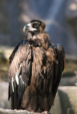 Cinereous Vulture
