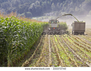 Harvesting corn for cattle feed - stock photo