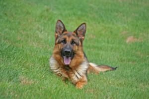 Guardian German Shepherds Quality Imported Shepherd Dogs And