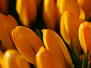 花之圖片 - 鬱金香 Tulip