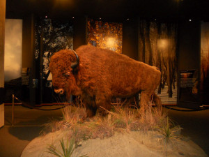 momma made her way back upstairs to the Museum of Westward Expansion ...