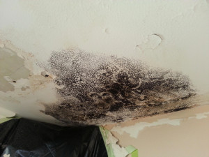 Stachybotrys mold growing on, in, and above ceiling from a roof water ...