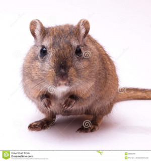 Picture of a cute Mongolian Gerbil.