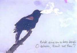 Birds Sing On A Bare Bough - Birds Quote