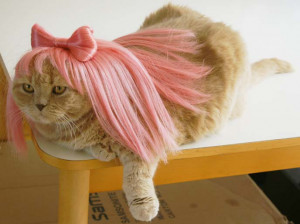 wig, funny cat wigs, wigs for cat, nice wigs for cat, colorful wigs ...