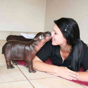 cute newborn baby hippo harry baby pygmy hippo born just a few days ...