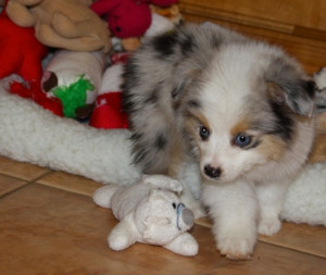 Teacup Australian Shepard Puppy…I had no idea that there was a ...