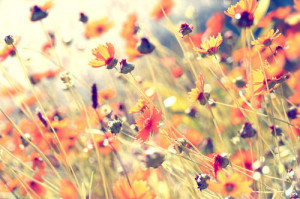 flowers, grass, nature, photography, plants, pretty - inspiring pic...