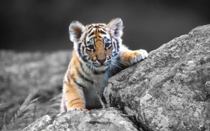 Cute bengal tiger cub behind of stone
