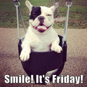 Smile! It's Friday! #Friday #Funny #Dogs #FrenchBulldog