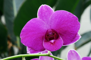 quotes lists related to Purple Orchid Flower and check another quotes ...